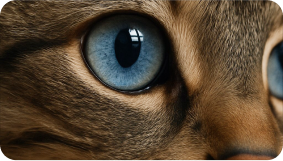 Кошки